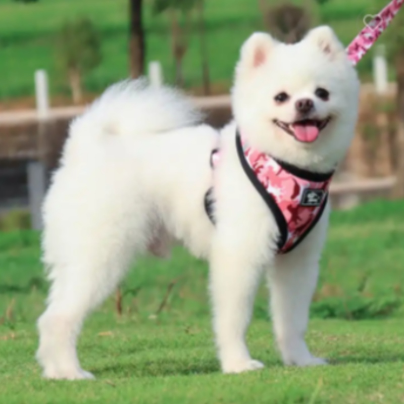 Персонализиран луксозен кученце каишка Регулируема чанта за домашни любимци Bandana Bandana обратима и дишаща неопренова кучета